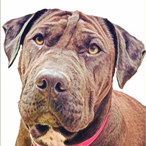 Meet your Posher, Rylee